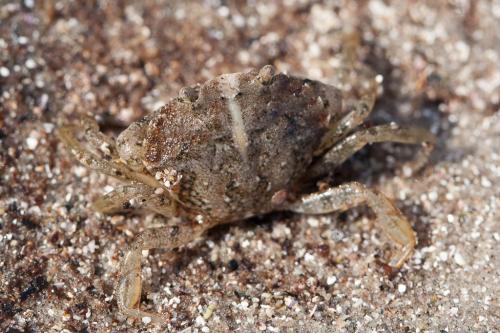 Carcinus maenas